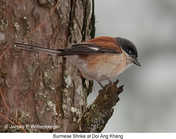 Burmese Shrike - © James F Wittenberger and Exotic Birding LLC