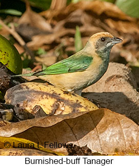 Burnished-buff Tanager - © Laura L Fellows and Exotic Birding LLC