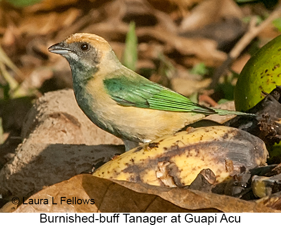 Burnished-buff Tanager - © Laura L Fellows and Exotic Birding LLC