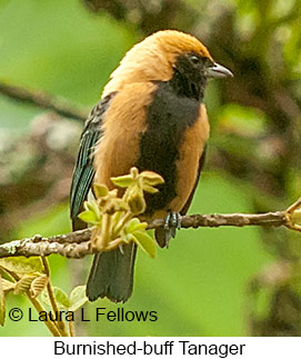 Burnished-buff Tanager - © Laura L Fellows and Exotic Birding LLC