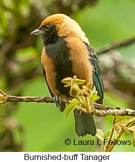 Burnished-buff Tanager - © Laura L Fellows and Exotic Birding LLC