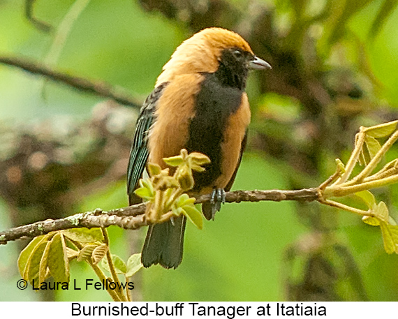 Burnished-buff Tanager - © Laura L Fellows and Exotic Birding LLC