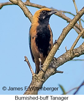 Burnished-buff Tanager - © James F Wittenberger and Exotic Birding LLC