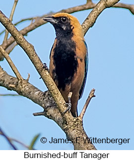 Burnished-buff Tanager - © James F Wittenberger and Exotic Birding LLC Burnished-buff Tanager - © James F Wittenberger and Exotic Birding LLC