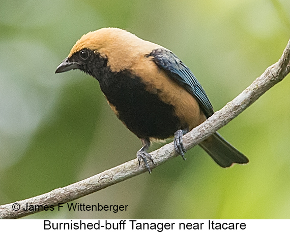 Burnished-buff Tanager - © James F Wittenberger and Exotic Birding LLC Burnished-buff Tanager - © James F Wittenberger and Exotic Birding LLC