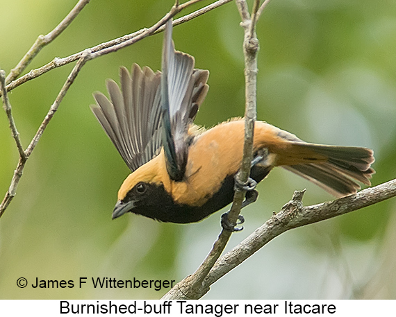 Burnished-buff Tanager - © James F Wittenberger and Exotic Birding LLC