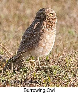 Burrowing Owl - © Laura L Fellows and Exotic Birding LLC