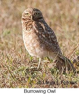 Burrowing Owl - © Laura L Fellows and Exotic Birding LLC