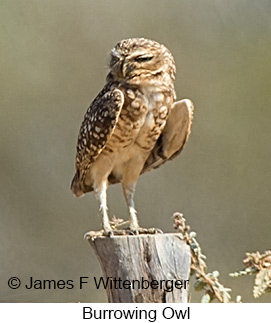 Burrowing Owl - © James F Wittenberger and Exotic Birding LLC