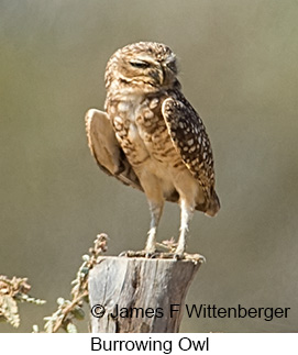 Burrowing Owl - © James F Wittenberger and Exotic Birding LLC