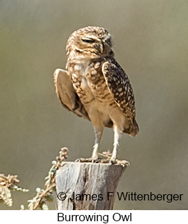 Burrowing Owl - © James F Wittenberger and Exotic Birding LLC Burrowing Owl - © James F Wittenberger and Exotic Birding LLC