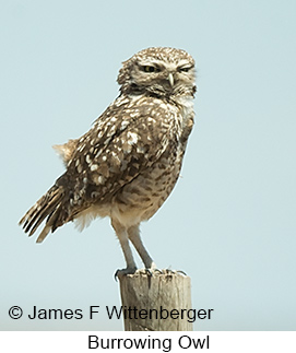 Burrowing Owl - © James F Wittenberger and Exotic Birding LLC Burrowing Owl - © James F Wittenberger and Exotic Birding LLC