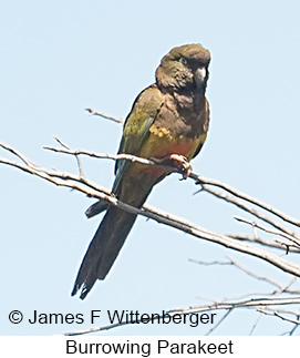 Burrowing Parakeet - © James F Wittenberger and Exotic Birding LLC Burrowing Parakeet - © James F Wittenberger and Exotic Birding LLC