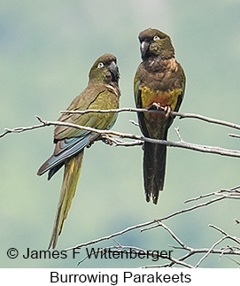Burrowing Parakeet - © James F Wittenberger and Exotic Birding LLC Burrowing Parakeet - © James F Wittenberger and Exotic Birding LLC