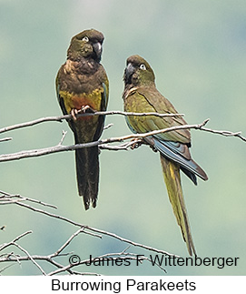 Burrowing Parakeet - © James F Wittenberger and Exotic Birding LLC