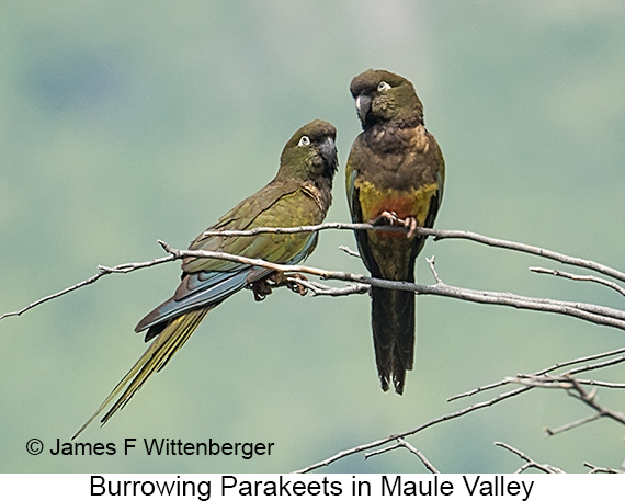 Burrowing Parakeet - © James F Wittenberger and Exotic Birding LLC Burrowing Parakeet - © James F Wittenberger and Exotic Birding LLC