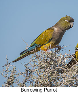 Burrowing Parakeet  - Courtesy Argentina Wildlife Expeditions