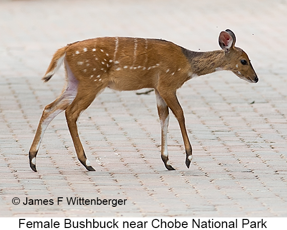 Bushbuck - © James F Wittenberger and Exotic Birding LLC Bushbuck - © James F Wittenberger and Exotic Birding LLC