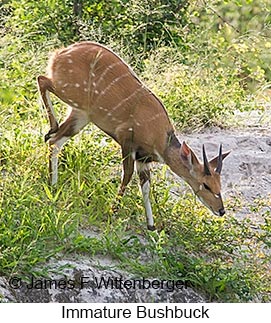 Bushbuck - &copy; James F Wittenberger and Exotic Birding LLC