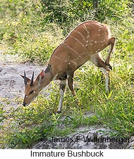 Bushbuck - © James F Wittenberger and Exotic Birding LLC