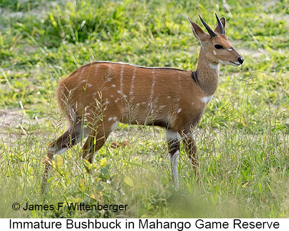 Bushbuck - © James F Wittenberger and Exotic Birding LLC