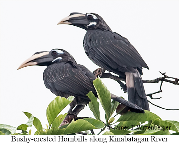 Bushy-crested Hornbill - © James F Wittenberger and Exotic Birding LLC