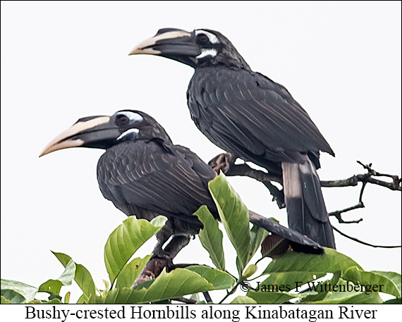 Bushy-crested Hornbill - © James F Wittenberger and Exotic Birding LLC Bushy-crested Hornbill - © James F Wittenberger and Exotic Birding LLC