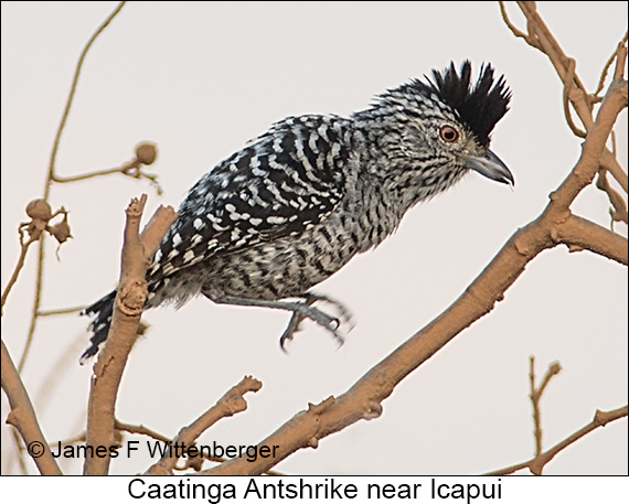 Caatinga Antshrike - © James F Wittenberger and Exotic Birding LLC