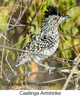 Caatinga Antshrike - © James F Wittenberger and Exotic Birding LLC Caatinga Antshrike - © James F Wittenberger and Exotic Birding LLC