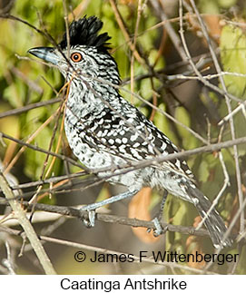 Caatinga Antshrike - © James F Wittenberger and Exotic Birding LLC Caatinga Antshrike - © James F Wittenberger and Exotic Birding LLC