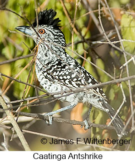 Caatinga Antshrike - © James F Wittenberger and Exotic Birding LLC