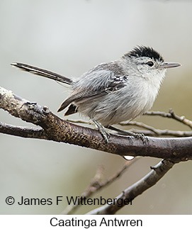 Caatinga Antwren - © James F Wittenberger and Exotic Birding LLC