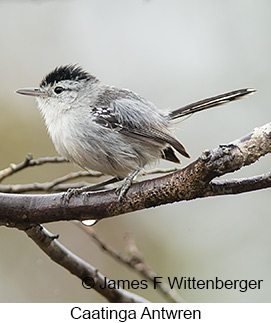 Caatinga Antwren - © James F Wittenberger and Exotic Birding LLC