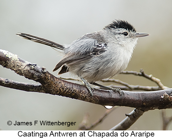 Caatinga Antwren - © James F Wittenberger and Exotic Birding LLC