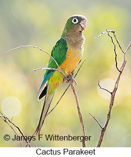Cactus Parakeet - © James F Wittenberger and Exotic Birding LLC Cactus Parakeet - © James F Wittenberger and Exotic Birding LLC