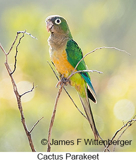 Cactus Parakeet - © James F Wittenberger and Exotic Birding LLC Cactus Parakeet - © James F Wittenberger and Exotic Birding LLC