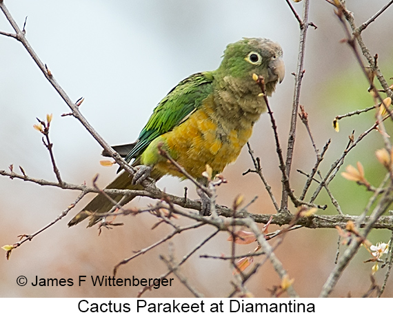 Cactus Parakeet - © James F Wittenberger and Exotic Birding LLC