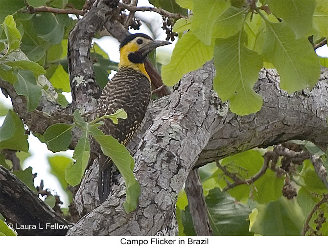 Campo Flicker in Brazil - &copy; Laura L Fellows and Exotic Birding tours