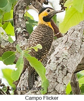 Campo Flicker - © Laura L Fellows and Exotic Birding LLC