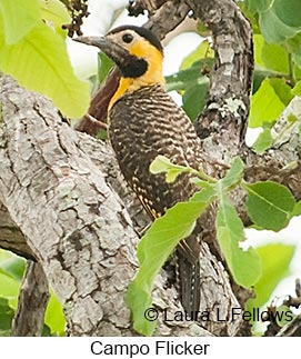 Campo Flicker - © Laura L Fellows and Exotic Birding LLC