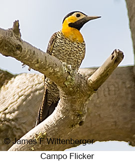 Campo Flicker - © James F Wittenberger and Exotic Birding LLC