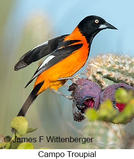 Campo Troupial - © James F Wittenberger and Exotic Birding LLC Campo Troupial - © James F Wittenberger and Exotic Birding LLC