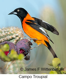 Campo Troupial - © James F Wittenberger and Exotic Birding LLC Campo Troupial - © James F Wittenberger and Exotic Birding LLC