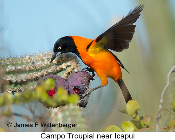 Campo Troupial - © James F Wittenberger and Exotic Birding LLC Campo Troupial - © James F Wittenberger and Exotic Birding LLC