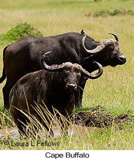 Cape Buffalo - © Laura L Fellows and Exotic Birding Tours Cape Buffalo - © Laura L Fellows and Exotic Birding Tours