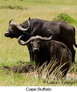 Cape Buffalo - © Laura L Fellows and Exotic Birding LLC