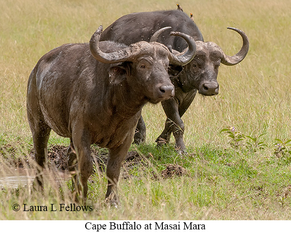 Cape Buffalo - © Laura L Fellows and Exotic Birding LLC