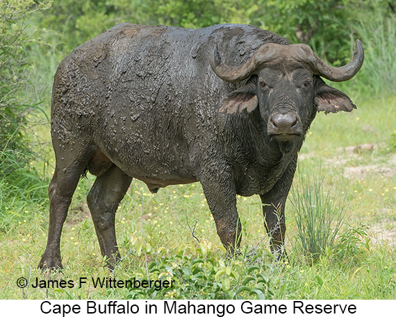 Cape Buffalo - © The Photographer and Exotic Birding LLC