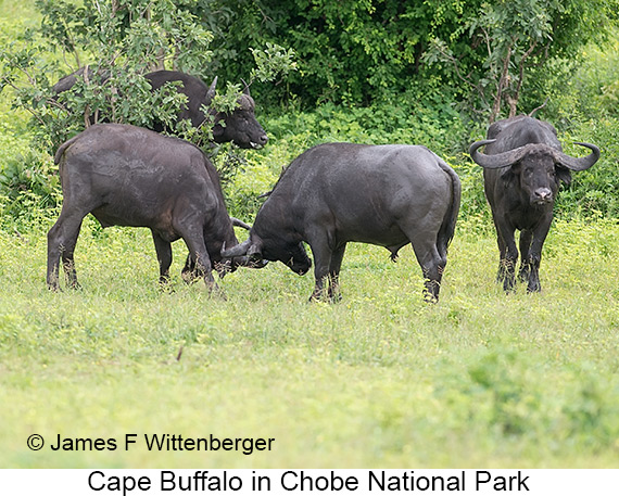 Cape Buffalo - © James F Wittenberger and Exotic Birding LLC