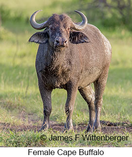 Cape-buffalo Female - © James F Wittenberger and Exotic Birding LLC